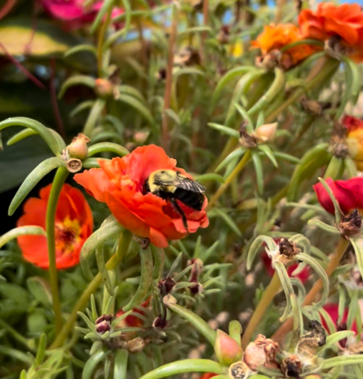Concrete walkway project
